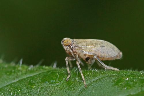 Issus coleoptratus